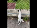 日本テリア japanese terrier の動画、YouTube動画。
