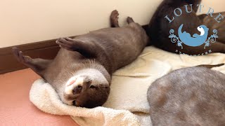 The Otter Goes To Complain About Being Stepped On.