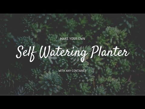How To Make a Self Watering Planter | Catherine Arensberg