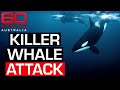 Distressing footage of SeaWorld trainer surviving killer whale attack in 2006 | 60 Minutes Australia