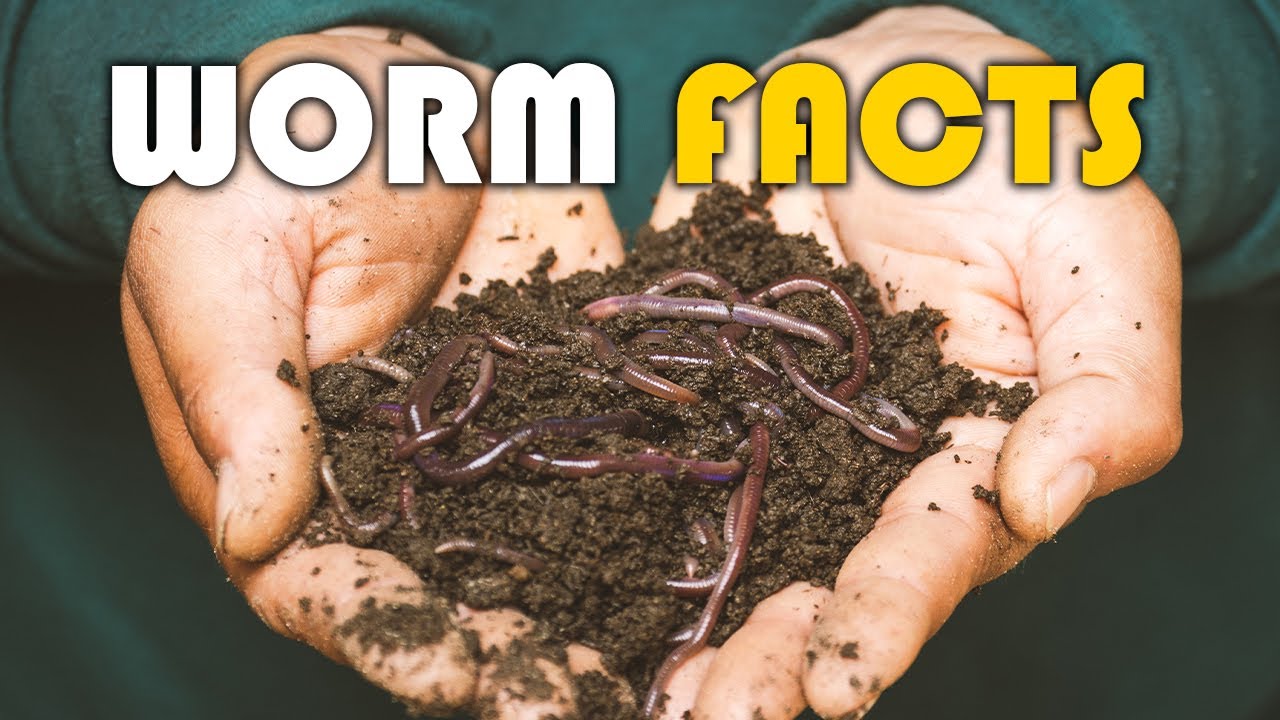 Amazing Worm Facts Most People Do Not Know | Earthworm | Worms