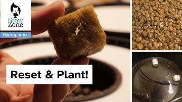 RDWC setup and planting/Clean clay pebbles, water treatment, Nutrients, transplanting tomato plants