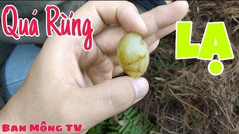 Loại quả mà chắc hẳn rất ít người biết ăn được, Củ Dương xỉ || Bản Mông TV