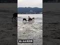 【drive fishing】追い込み漁定期 #こんにちは #animals #宮島 #宮島観光 #鹿 #シカさん #deer #cute #wildlife #miyajima