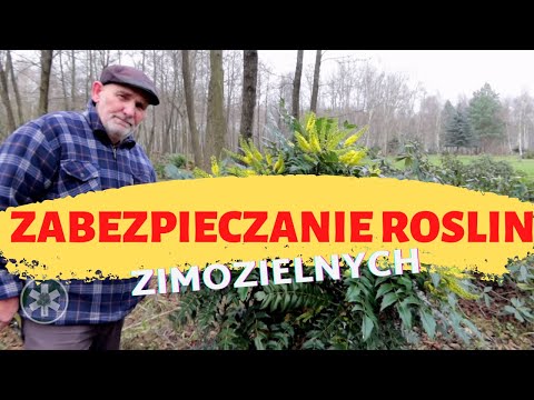 Wideo: Dlaczego Fiołki Giną Zimą?