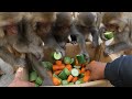 Feeding a group of monkeys carrots and cucumbers || cucumber vs carrot  || monkey love cucumber