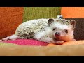 ハリネズミが伸びをする瞬間。ever seen the moment when a cute hedgehog stretches?