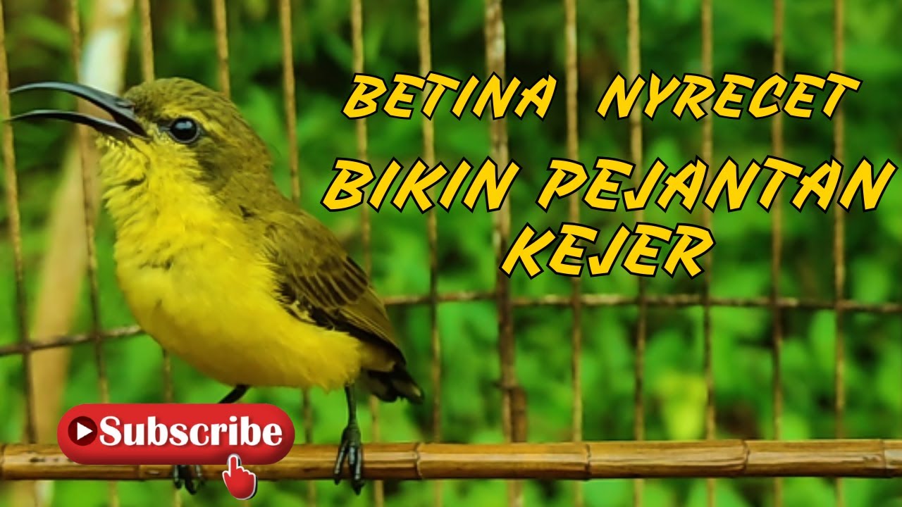 SOGON BETINA GACOR MEMANGGIL PEJANTAN COCOK UNTUK PANCINGAN EMOSI DAN MENAIKAN BIRAHI 