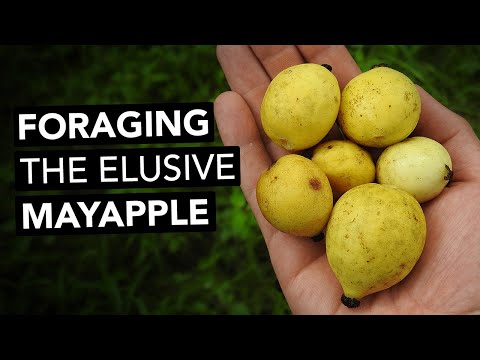 Video: Vad används mayapple till?