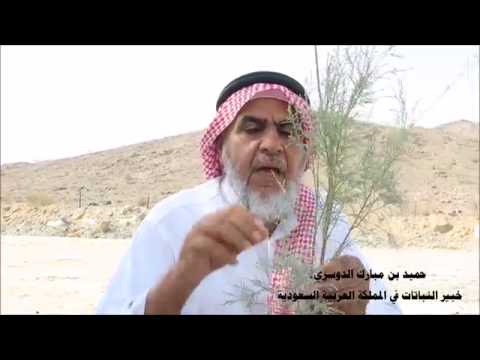 التفسير العلمي لتكون طبقة من الملح تحت أشجار الأثل حميد الدوسري