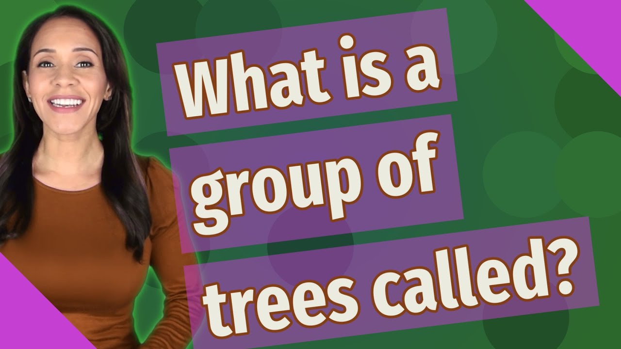 What Is A Group Of Trees Called YouTube What Is A Group Of Trees Called YouTube