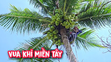 Quá tiếc nuối!!! Vua khỉ cưa hạ gốc cây Dừa Siêu Trái tại Tây Ninh.