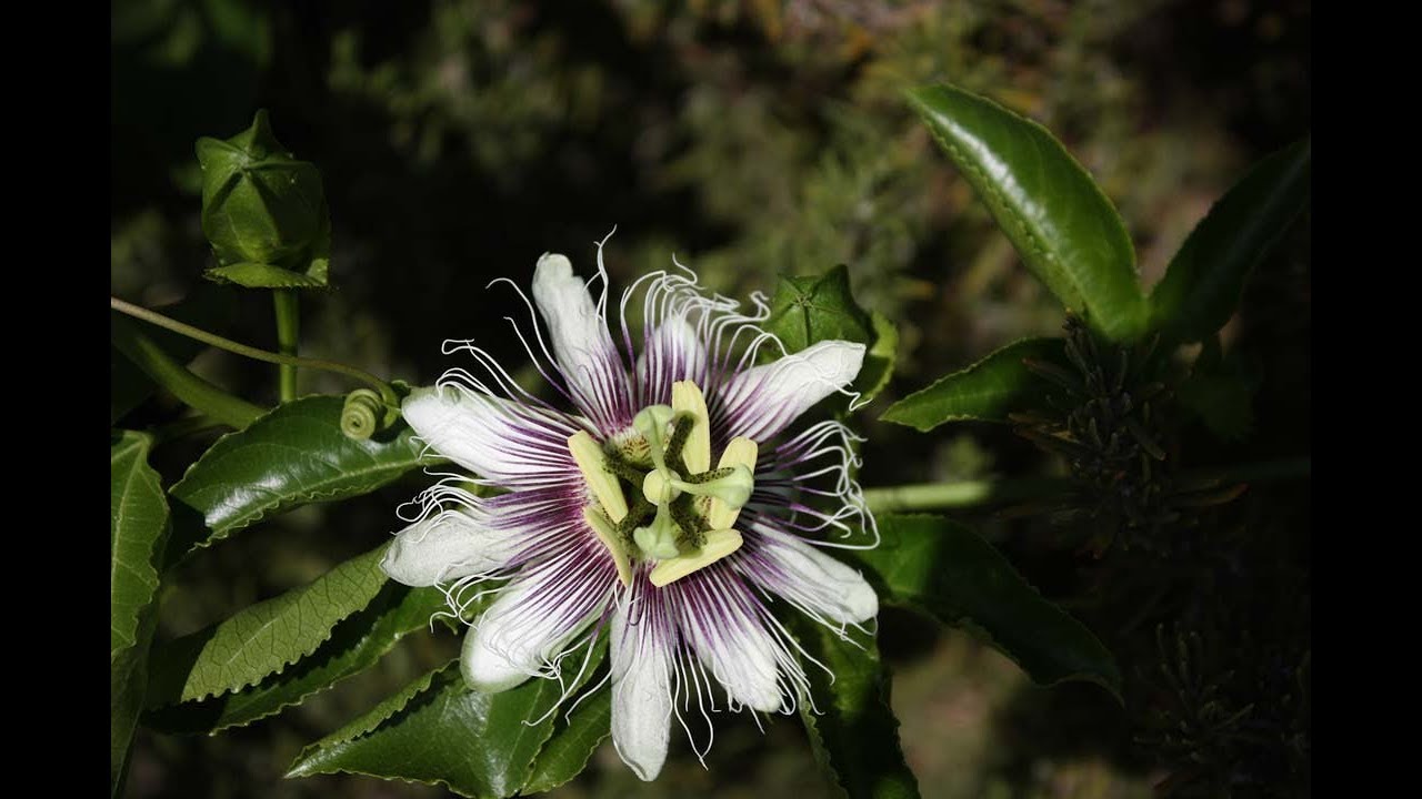 How To Grow Passion Fruit Tastylandscapetastylandscape