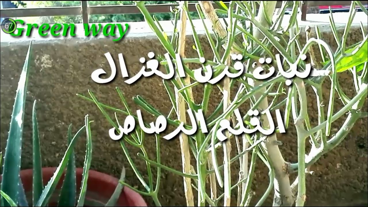 كيفية إكثار نبات إيفوربيا القلم الرصاص فى المنزل وطرق العناية Euphorbia Tirucalli Youtube