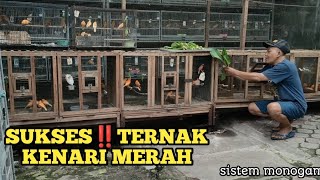 TERNAK KENARI EPISODE 2 | TERNAK KENARI SISTEM MONOGAMI #ternakkenari #hargakenari#kenarigacor