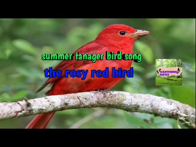 Summer Tanager Bird Song class=