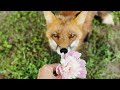 Лис Альф покорил 💗 сердце Фокси - Alf the Fox won the heart of Foxie