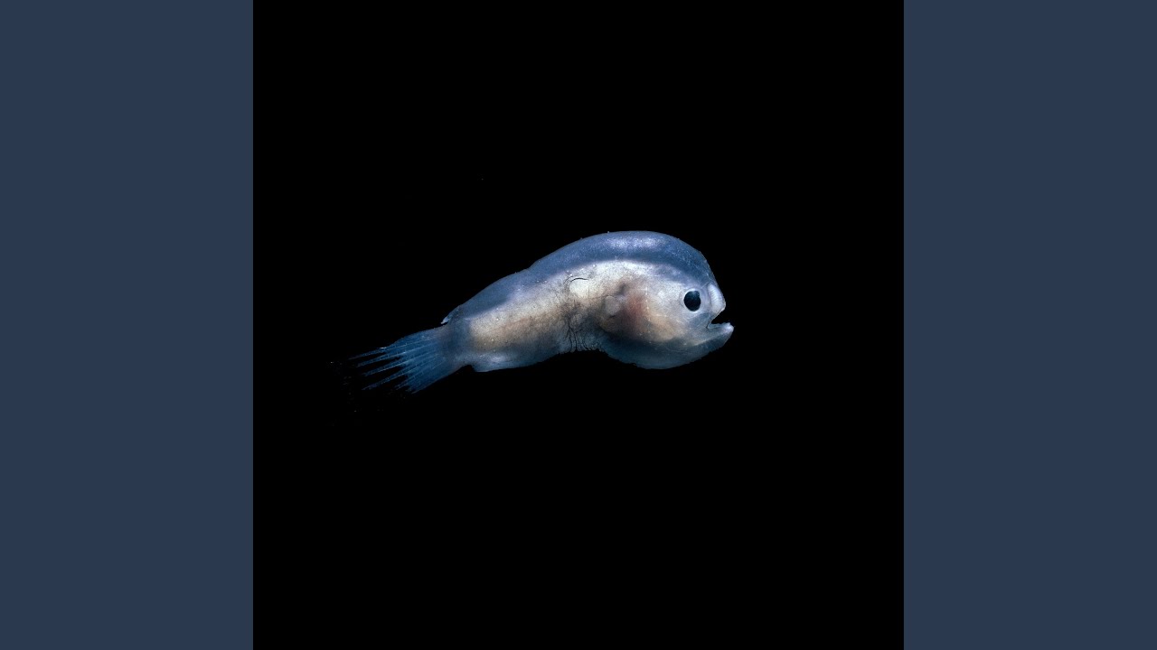 Watch Tilapia on YouTube Watch Tilapia on YouTube
