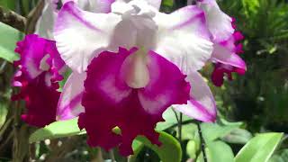Cattleya Rlc. Chief Journey &quot;First Choice&quot;