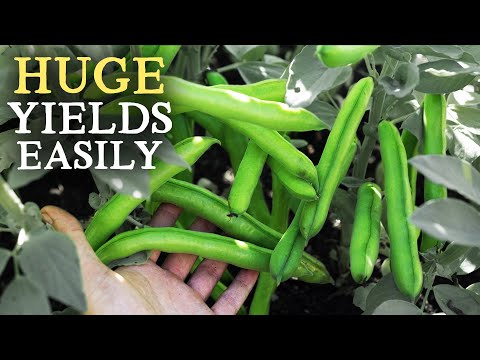Wideo: Uprawa bobiku: naucz się uprawiać bobik w ogrodzie