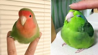 Baby Animals 🔴 Funny Parrots and Cute Birds Compilation (2019) Loros Adorables Recopilación #2