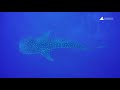 Whale Sharks - Unique Dive Experiences With Vilamendhoo Island Resort &amp; Spa