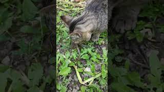 Funny and cute moments with Max and Rex🐈🐕 #funnyvideo