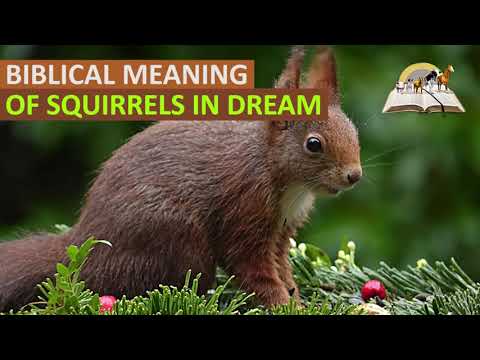 Video: Why Is The Squirrel Dreaming