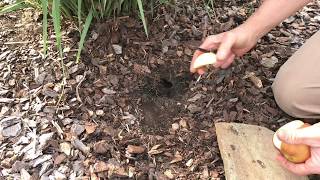 Essential  Step in Vole Control  The Apple Sign Test