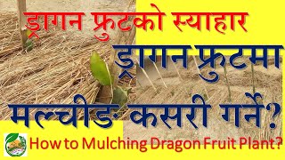 ड्रागन फल रोपे पछी मल्चिङ गर्ने तरिका || How to Mulching Dragon Fruit Plant? #ParadiseAgro @Nepal