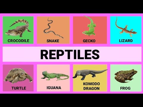 reptiles pictures with names