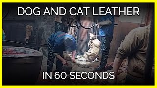 Dog and Cat Leather in 60 Seconds