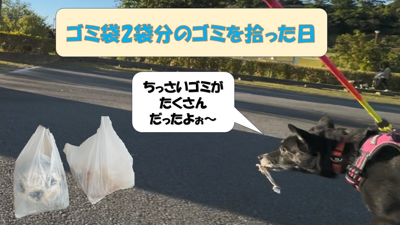 【ワンワンゴミ拾い】１月中城公園　新しいお友達も増えた日