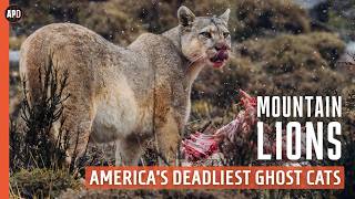 Download Lagu BERGLEEUWEN: Amerika's dodelijkste spookkatten | Natuurdocumentaire MP3