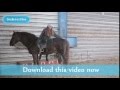 Young woman stroking horse, Young woman stroking horse in the winter