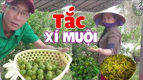 Nước Tắc Xí Muội thanh nhiệt cơ thể.