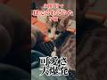 緊急保護した子猫が可愛くなりすぎました… #shorts #捨て猫 #保護猫 #子猫 #野良猫 #kitten #catlover #赤ちゃん猫