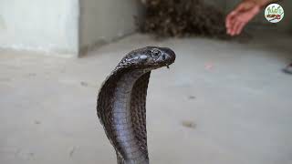 Safdarjogi Caught The Big Snake In House New Video Nag Jogi