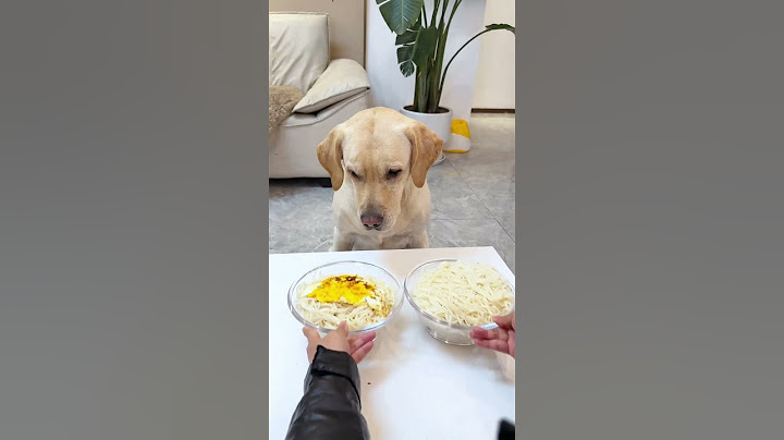 【旺仔很忙🐶wangzai is busy】这狗子真有眼力见This dog has a lot of sense.
