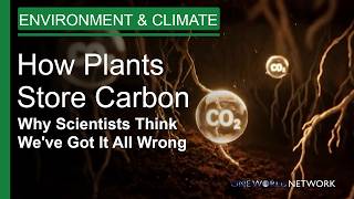 How Plants Store Carbon | Why Scientists Think Weve Got It All Wrong