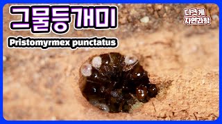 그물등개미 Pristomyrmex punctatus