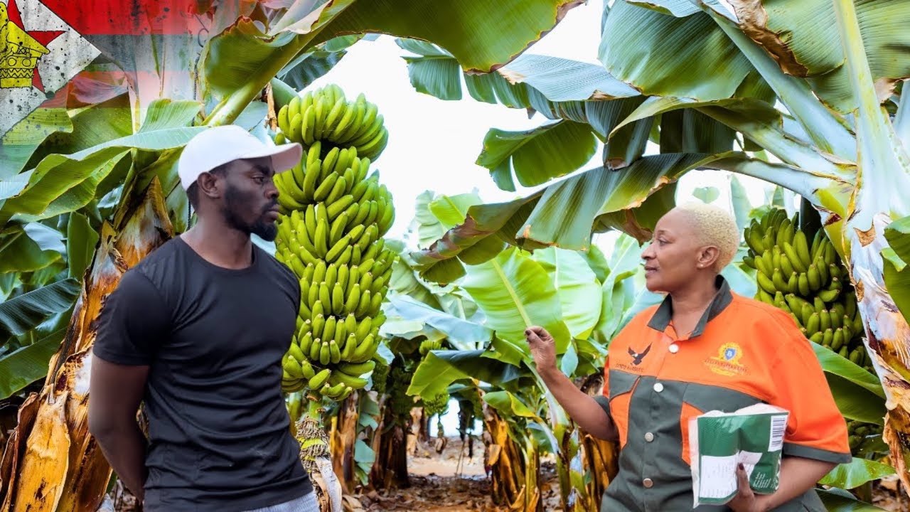 How she Left the UK🇬🇧, to Start Banana farming Business in Zimbabwe