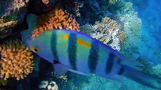 Sharm el-Sheikh 2024 Part 8