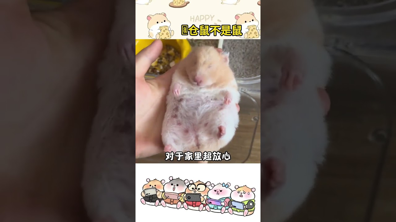 Four signs that you are raising a hamster well#Hamster#Hamster Daily Life#Pet#Golden Threa