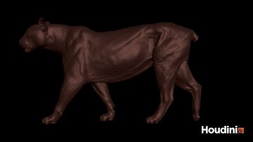 Houdini 20.5 xPBD Tissue Simulation (@houdini3d )