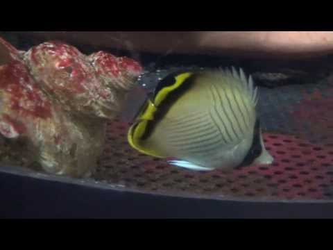フウライチョウチョウウオ(風来蝶々魚) Vagabond butterfly fish