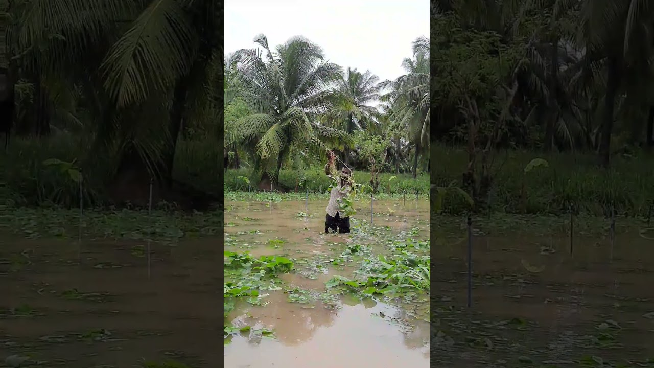 Event & Crop Specifics  | Personal Loss & Urgency