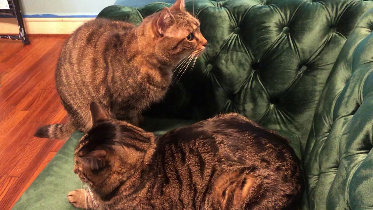 Three-legged cat picking a fight 