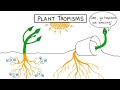 life sciences grade 12: Phototropism , Geotropism &amp;  plant defense mechanism DETAILED   ThunderEDUC