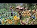 Harvesting pineapples to sell at market  6month process of harvesting agricultural products